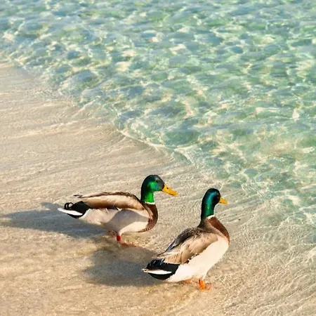 Appartement Marea Porto Cesareo